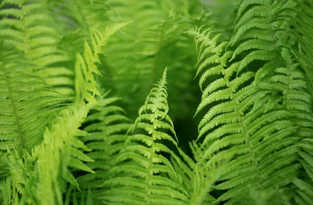 plantas para banheiro com pouca luz - samambaia