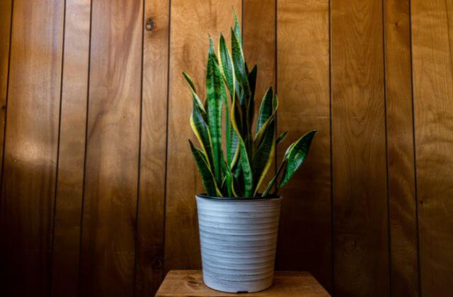 espada de sao jorge no vaso