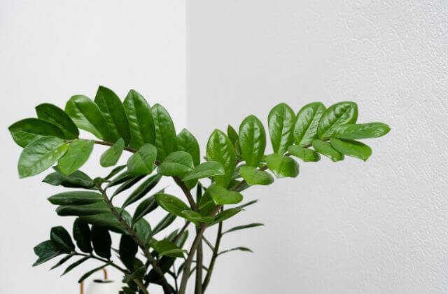 Plantas para Banheiro com Pouca Luz-  zamioculca