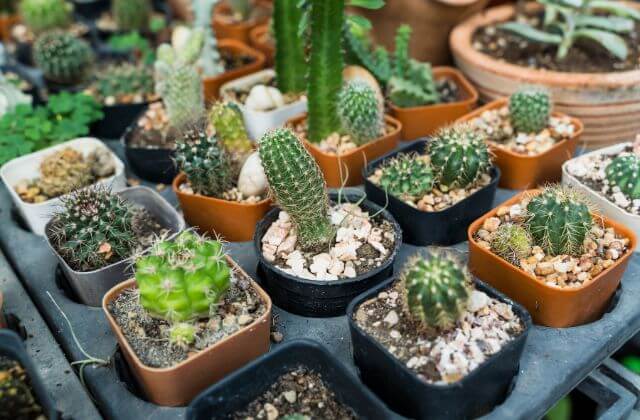  suculentas e cactos em vasos