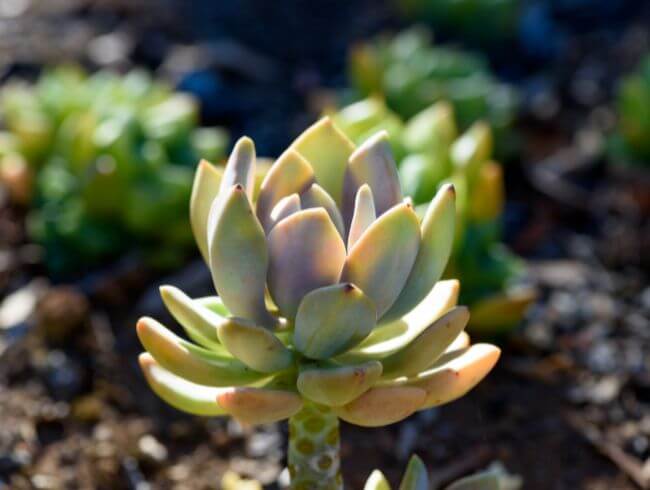 planta suculenta